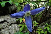 In VETTA CORNAGERA con S. Messa per i Caduti della montagna il 2 giugno 2018  -  FOTOGALLERY